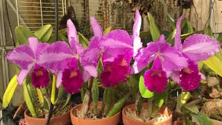 Cali Orchid cattleya trianae  ‘Jungle Feather’ [upl. by Ahsaya]