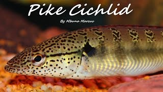 COOL PIKE  Crenicichla Lenticulata [upl. by Adnuhsed]