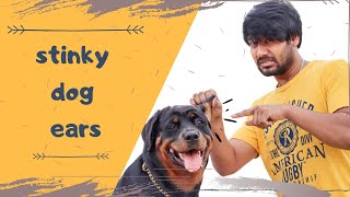 Dog Ear Smell Bad  Dog Scratching Ear  Dog Ear Infection  Rottweiler  Chatty Rotty IN TAMIL [upl. by Oiralih]