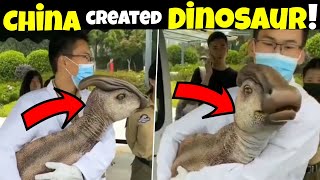 Dinosaur Type Animal Found In China  Scientist created real life dinosaur  WorldoFacts [upl. by Russian747]