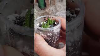 reuseplastic haworthia propagation update [upl. by Lekram]