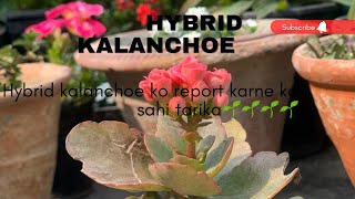 Kalanchoe Ke Plant Ki Reporting kare Kuch Is Tarah Friends 🌱🌱🌱Gardendost 🌱🌱🌱 [upl. by Pearline]