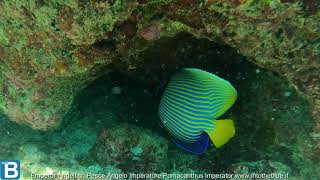 Emperor Angelfish Pesce Angelo Imperatore Pomacanthus imperator wwwintotheblueit [upl. by Nothsa167]