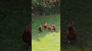 Chickens Running chickens backyardchickens chickenlife [upl. by Blessington]