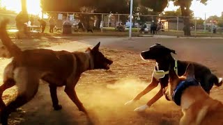 Belgian Malinois Starts Fight With Catahoula Leopard Dog At Dog Park [upl. by Alemaj]