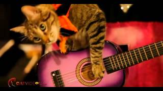 AcroCats Music Video [upl. by Luapnaej]