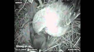 A shiny cowbird making a presunrise laying visit to a chalkbrowed mockingbird nest [upl. by Call]