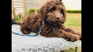 Rolo  10 Week Old Australian Labradoodle  6 Weeks Training amp Socialisation [upl. by Haidadej274]