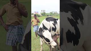 ஓ மாடு இப்படித்தான் பாத்து வாங்கனுமாshortsagricattleyoutubeshorts Farming [upl. by Curnin]