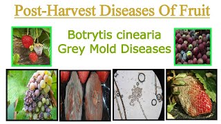 Botrytis Cinerea Disease  Grey Mold Disease  Post Harvest Diseases Of Fruit [upl. by Sokram]