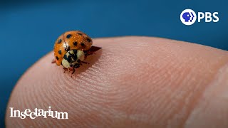 Pssst Ladybugs Have a Killer Secret [upl. by Kelila]