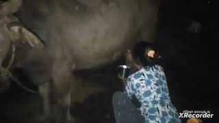 Girl milking buffaloHand milking in village buffalomilking viral dairyfarming [upl. by Airat866]