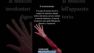 Il MOTONEURONE che cos’è e come funziona psicologia neuroscienze motoneurone muscoli camminare [upl. by Carrissa326]