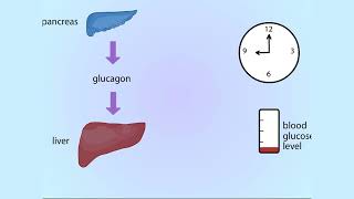 Effects of glucagon Animation [upl. by Beedon]