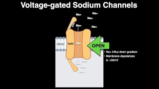 Voltage gated Na channels [upl. by Neyud105]