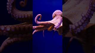 Cephalopod Limbs Arms vs Tentacles shortsfeed octopus shorts [upl. by Azerila]