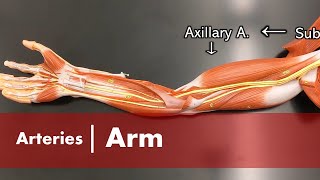 Arteries of the Arm [upl. by Selrahc]