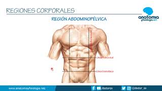 REGIONES CORPORALES  Resúmenes de Anatomía y Fisiología [upl. by Urbanus]