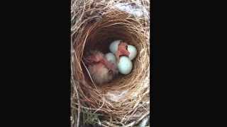 Sparrow eggs hatching Such an amazing thing to catch on video  enjoy [upl. by Markos22]