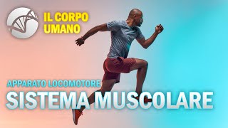 Il Sistema Muscolare  Apparato Locomotore  Il Corpo Umano  Estratto [upl. by Coussoule333]