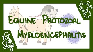 Equine Protozoal Myeloencephalitis  causes life cycle pathophysiology diagnosis treatment [upl. by Bomke]