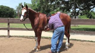 Equine Ulcer Diagnosis by Mark DePaolo DVM [upl. by Moraj396]