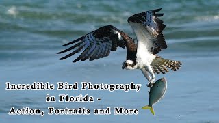 Incredible Bird Photography in Florida  ALL NEW Photo Tour [upl. by Aerdnat]