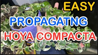 Propagating HOYA COMPACTA start to finish REAULTS carnosa hindu rope variegated how to propagate [upl. by Ibocaj947]