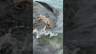 Rare footage of octopuses mating on a rock virginislands octopus [upl. by Anaejer]