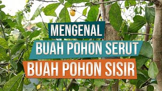 Buah Pohon Serut Streblus Asper dan Buah Pohon Sisir Cudrania Cochinchinensis [upl. by Monson]