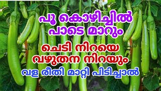 തണ്ടിലും വഴുതനങ്ങ നിറയും  Vazhuthanaga Krishi in Malayalam  Brinjal plant care amp Tips [upl. by Illehs918]