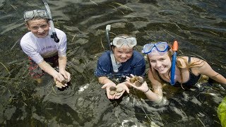 The Best Summer Fun  Scalloping in Gulf Waters  PLAY HARD FLORIDA [upl. by Barbi458]