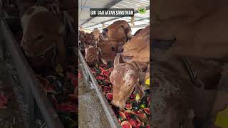 गौ माता को मौसमचक्र के हिसाब से चीज़े खिलानी चाहिए । [upl. by Aelahs]