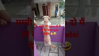 Ap k ghar ka kutta poti kar k gaya hamari chhat p 🐶🤣 doglover labradoor funny shorts cute dog [upl. by Yrollam345]