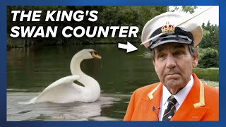 🦢 It’s swan upping time the annual count of King Charles III’s swans [upl. by Zolnay]