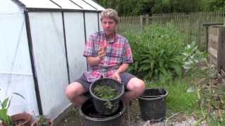 How to make FREE Natural Plant Food Fertilizer [upl. by Corotto63]