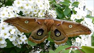 Papillons de nuit Famille des Saturnidés [upl. by Brine658]