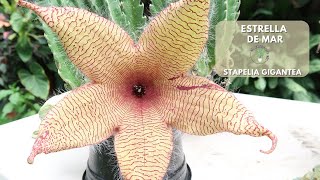 Estrella de mar  Stapelia Gigantea  Cuidados y recomendaciones [upl. by Mcmurry]