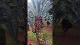 ELehmannii cycad nature africa southafrica botany travel plants rareplants garden flower [upl. by Egroeg]