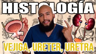 HISTOLOGÍA  VEJIGA URETER URETRA Y CÁLICES Urotelio Vías Urinarias Cálices y Pelvis Renal [upl. by Bandeen350]