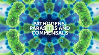 Pathogens Parasites and Commensals Branch Introduction [upl. by Lladnar989]