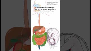 Gastrointestinal changes that occur during pregnancy [upl. by Yrelav]