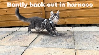 Bently Back In Action With His Harness [upl. by Odlaumor]