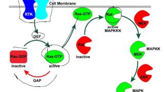 GTPase cycles control Ras and Tubulin [upl. by Shapiro]