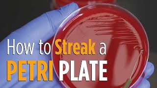 Four Quadrant Streak procedure  How to properly streak a Petri plate for isolated colonies [upl. by Belmonte]