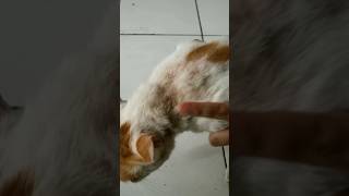 CASSIEL PET OBAT ANTI JAMUR PART 2 rumahkucingkreaski shorts short cat cats kucing viral [upl. by Pejsach154]