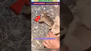 महिला ने अपनी इंसानियत से खरगोश को दिया नया जीवन 🥹🙏 animal animals animallover rabbit [upl. by Remo]