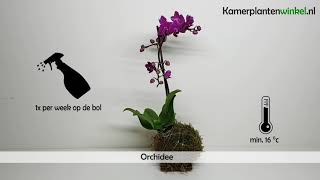 Hoe verzorg je een Orchidee  wwwkamerplantenwinkelnl [upl. by Hali]