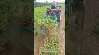 Good Sandy Soil Makes Peanuts Harvesting Work Easily [upl. by Zebada477]