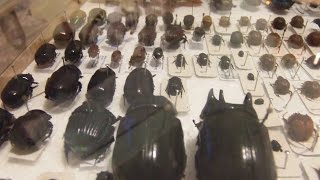 COMO MONTAR INSETOS 1  Ordem Coleoptera  Coleção Entomológica [upl. by Anileh]